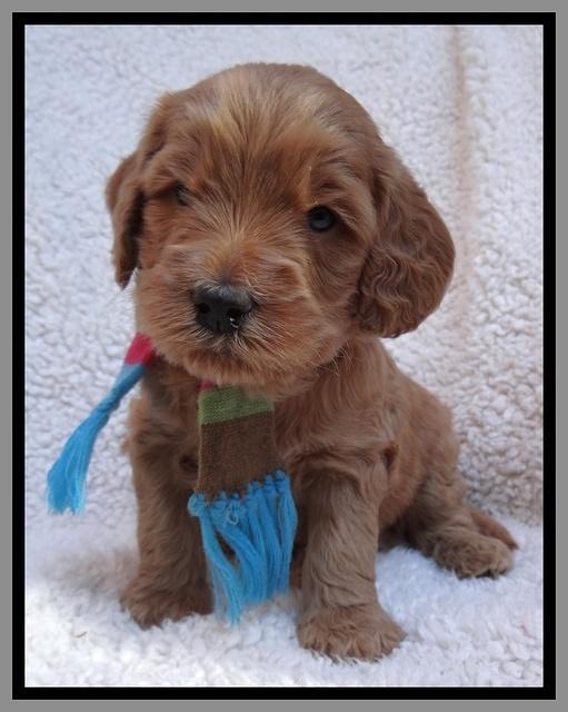 Macy Max pups 4 wks old 231