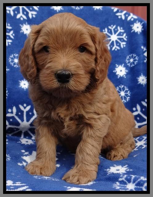 Macy Max pups 5wks old 221