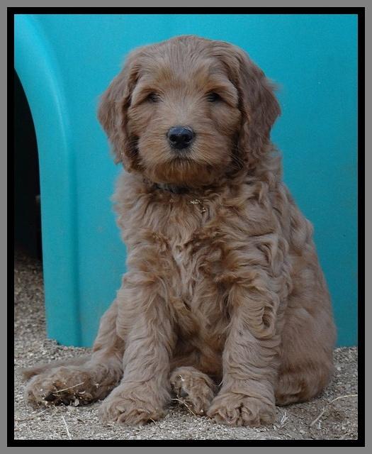 Macy Max pups 7 wks old 271