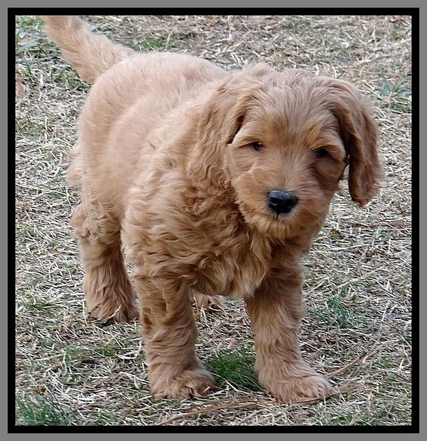 Macy Max pups 7 wks old 281