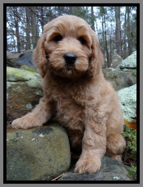 Macy Max pups 8 wks old 11