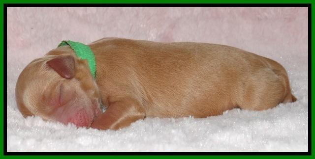 Macy Max newborn 181