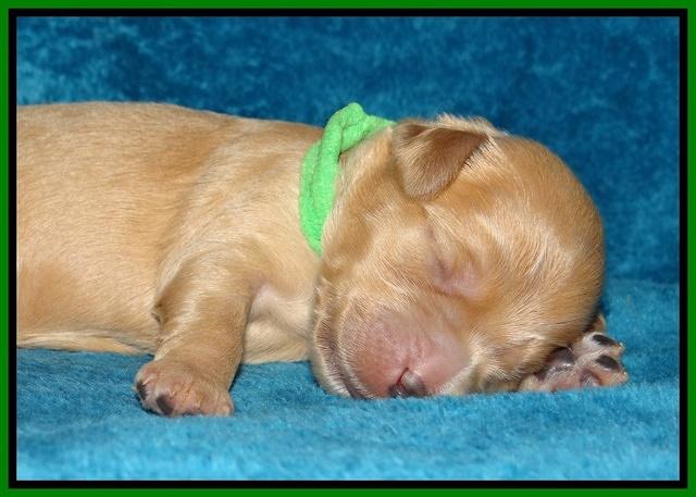 Macy Max pups 1 wk old 291