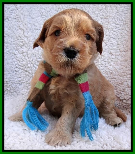 Macy Max pups 4 wks old 241