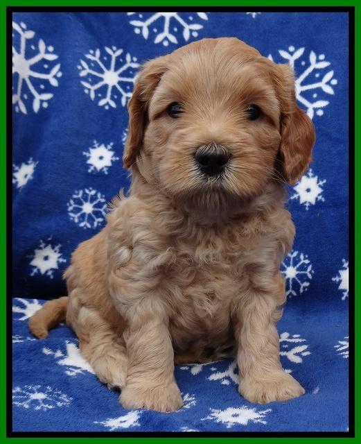 Macy Max pups 5wks old 261