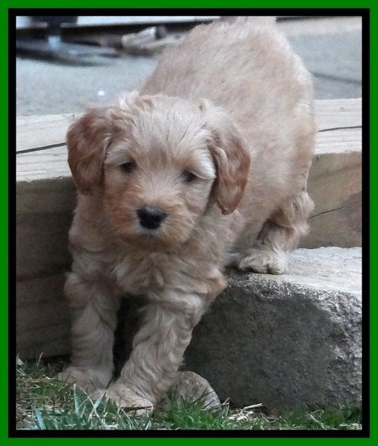 Macy Max pups 6 wks old 361