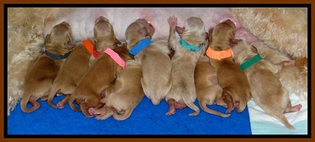 Macy Max newvorn puppy pix 31