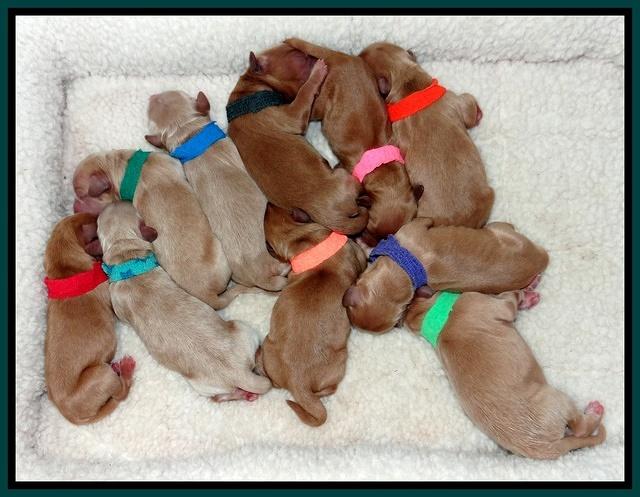 Macy Max newvorn puppy pix 41