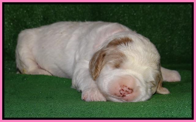 Dawn Rugby pups 2 wks old 31