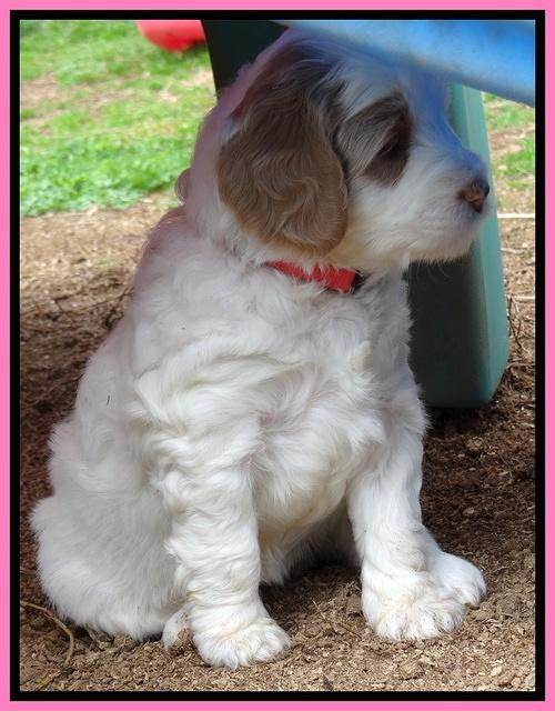 Dawn Rugby pups 5 wks old 11