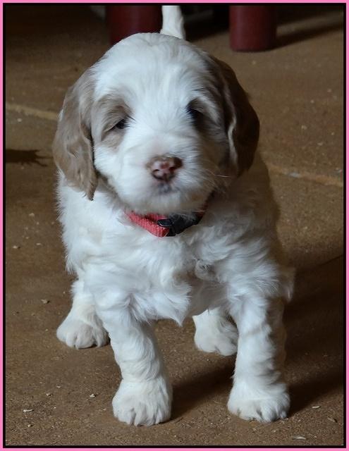 Dawn Rugby pups 5 wks old 21