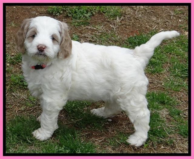 Dawn Rugby pups 6 wks old 21