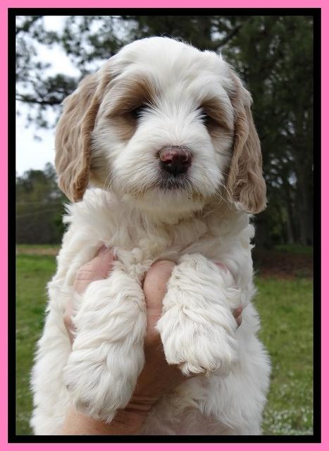 Dawn Rugby pups 7 wks old 11