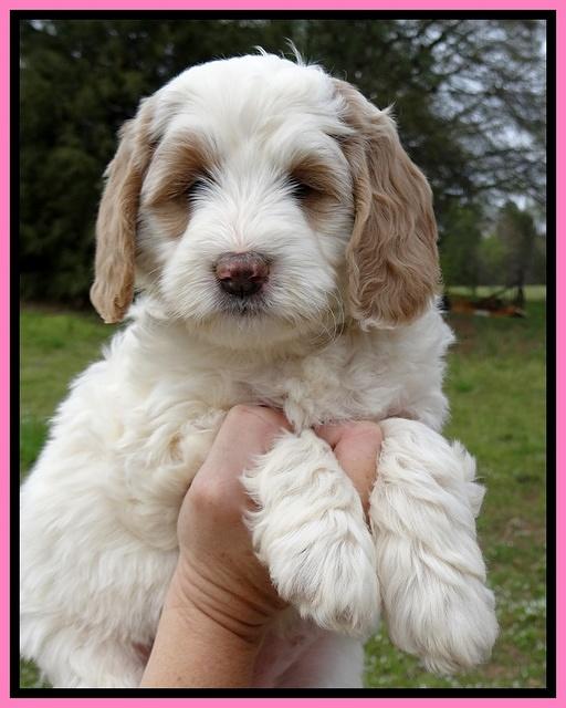 Dawn Rugby pups 7 wks old 31