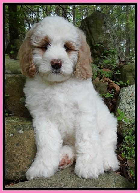 Dawn Rugby pups 8 wks old 31