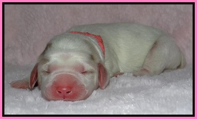 Dawn Rugby pups newborn 21