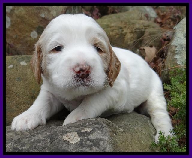 Dawn Rugby pups 3 wks old 51