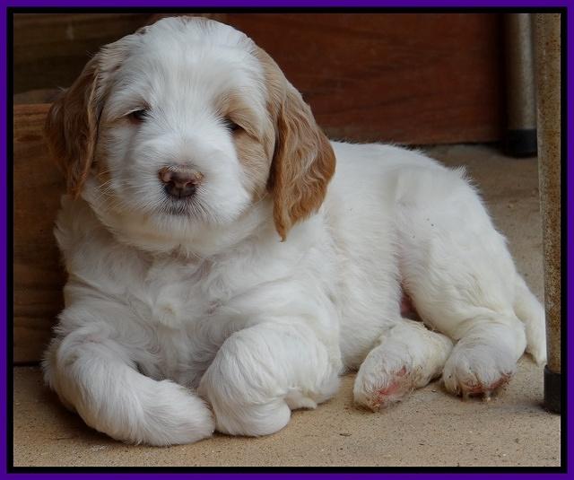 Dawn Rugby pups 5 wks old 91