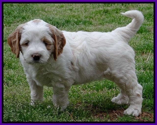 Dawn Rugby pups 6 wks old 51