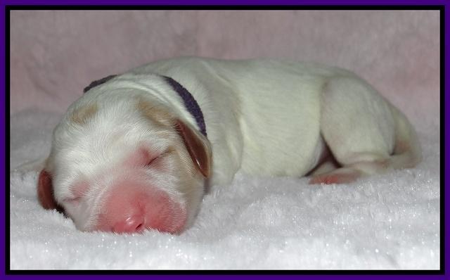 Dawn Rugby pups newborn 31