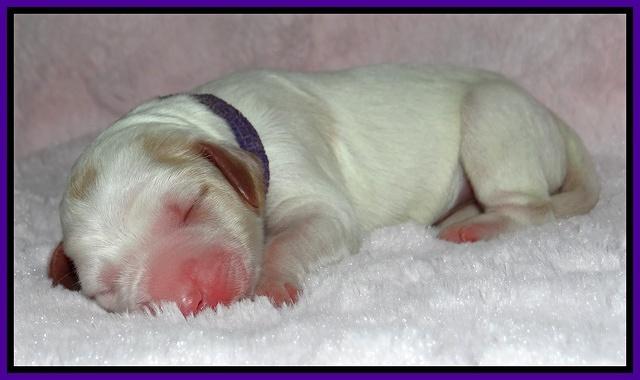 Dawn Rugby pups newborn 41