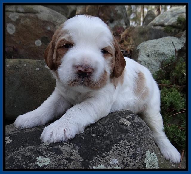 Dawn Rugby pups 3 wks old 101
