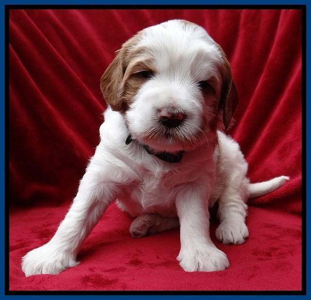 Dawn Rugby pups 4 wks old 61