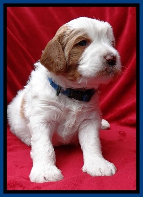 Dawn Rugby pups 4 wks old 71
