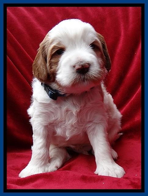 Dawn Rugby pups 4 wks old 81