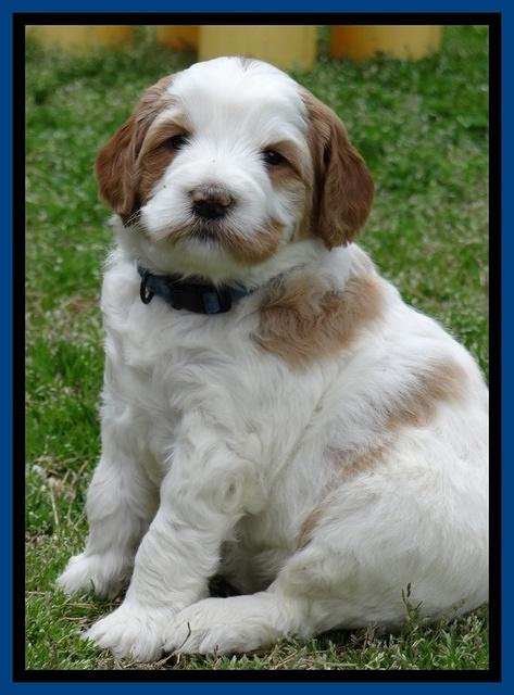 Dawn Rugby pups 5 wks old 131