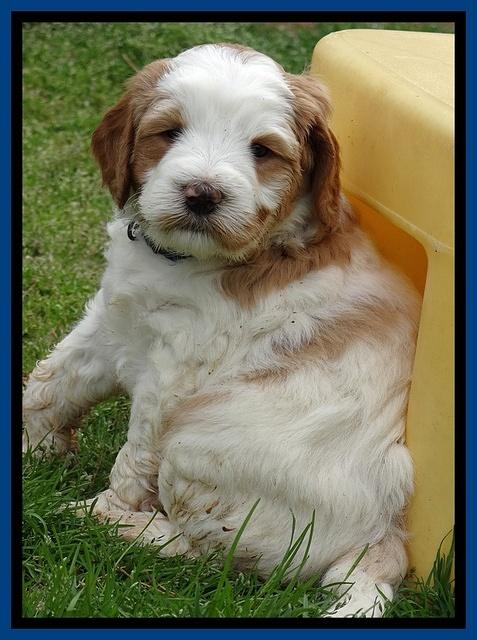 Dawn Rugby pups 6 wks old 91