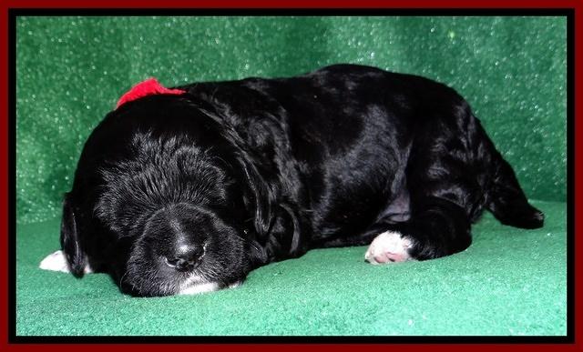 Dawn Rugby pups 2 wks old 81