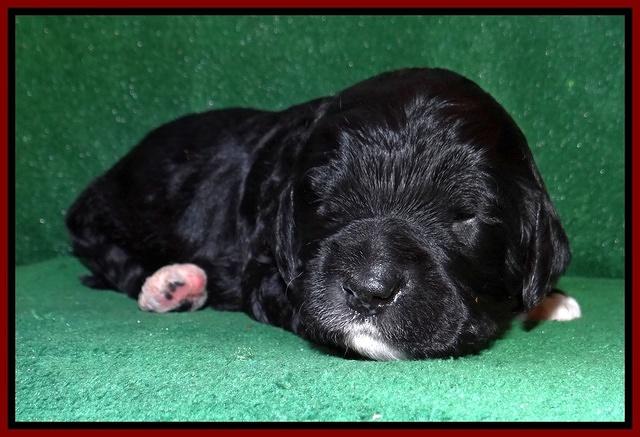 Dawn Rugby pups 2 wks old 91