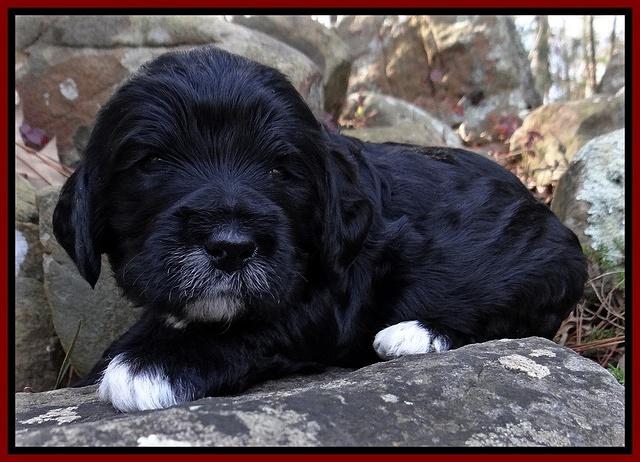 Dawn Rugby pups 3 wks old 121