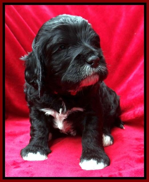 Dawn Rugby pups 4 wks old 111