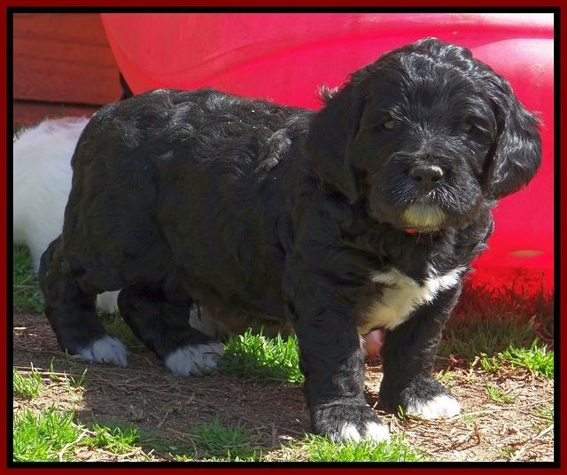 Dawn Rugby pups 5 wks old 171