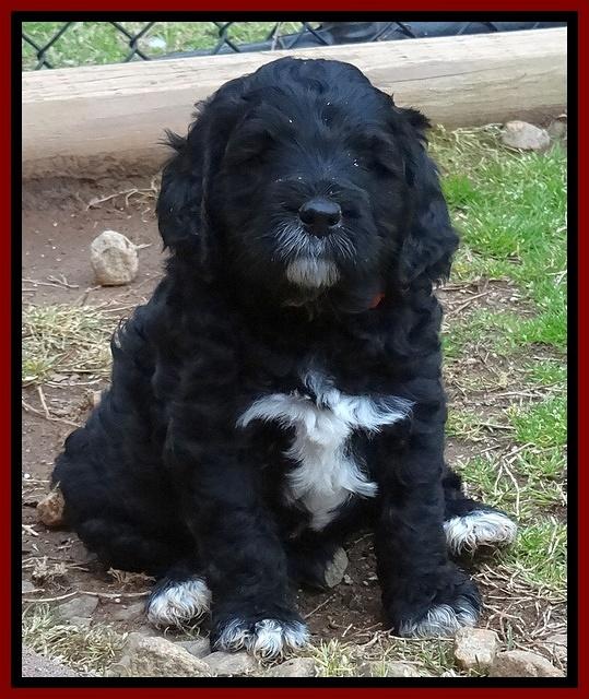 Dawn Rugby pups 6 wks old 141