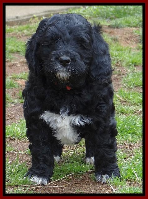 Dawn Rugby pups 6 wks old 171