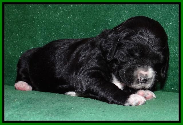 Dawn Rugby pups 2 wks old 101