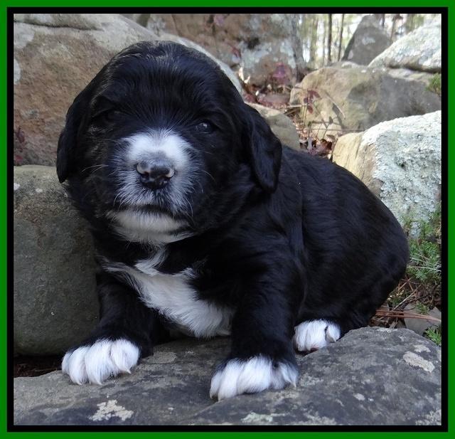 Dawn Rugby pups 3 wks old 141