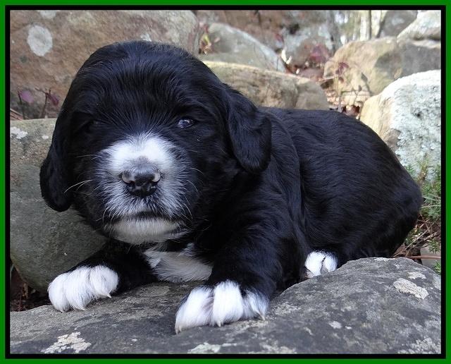 Dawn Rugby pups 3 wks old 151