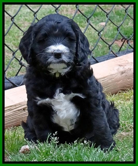 Dawn Rugby pups 6 wks old 191