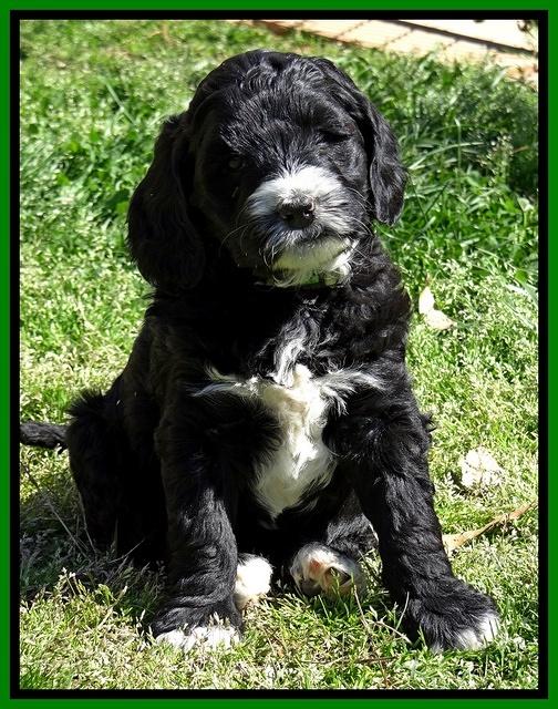 Dawn Rugby pups 6 wks old 201