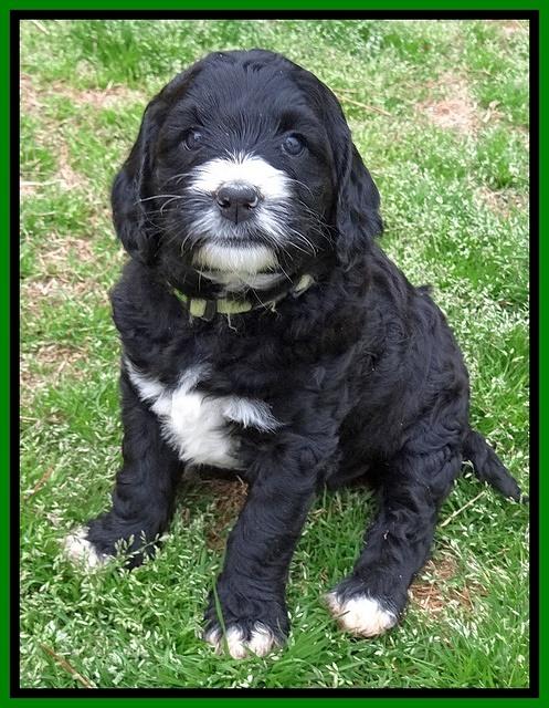 Dawn Rugby pups 6 wks old 221