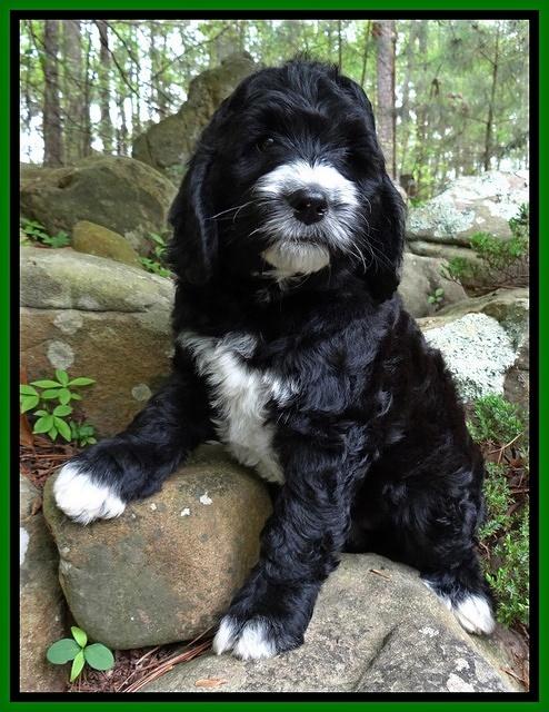 Dawn Rugby pups 8 wks old 171