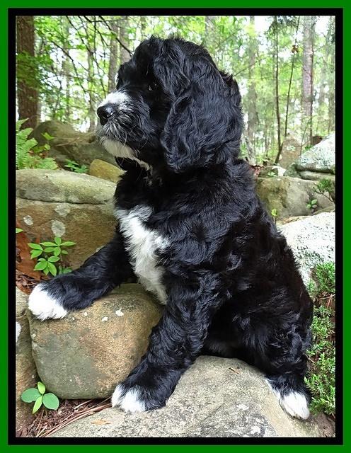 Dawn Rugby pups 8 wks old 191