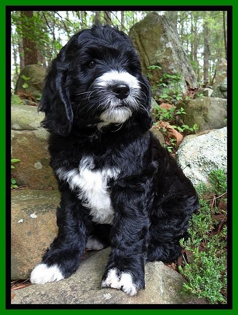 Dawn Rugby pups 8 wks old 201
