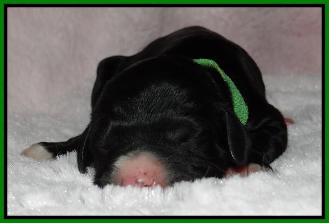 Dawn Rugby pups newborn 101