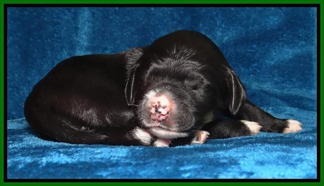 Dawn Rugby pups one week old 101