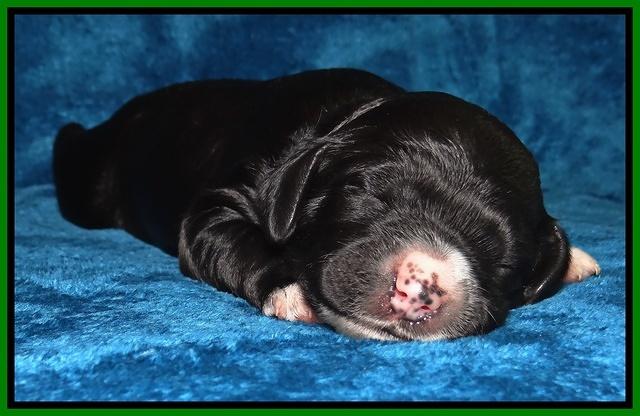 Dawn Rugby pups one week old 91